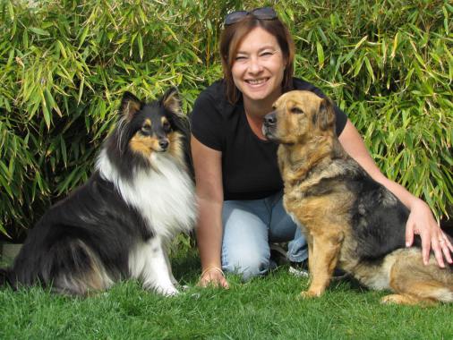 dressage chien herault